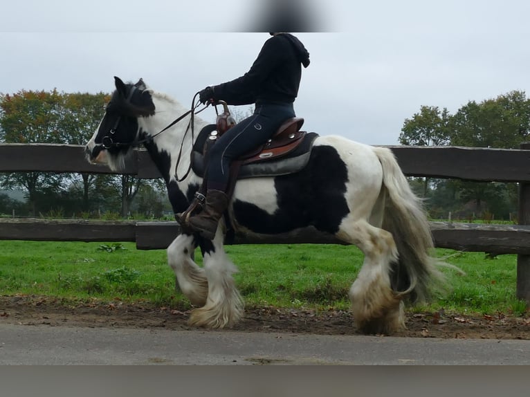 Gypsy Horse Gelding 7 years 12,3 hh Pinto in Lathen
