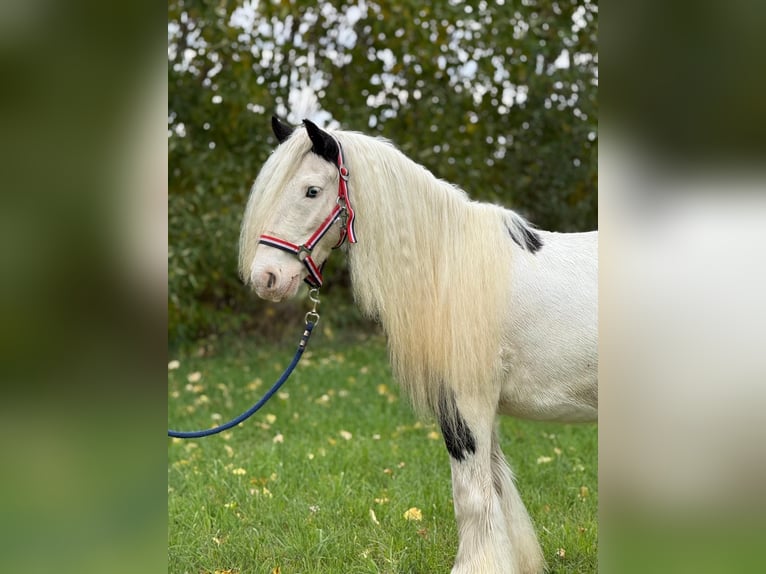 Gypsy Horse Gelding 7 years 12.3 hh Pinto in Achstetten