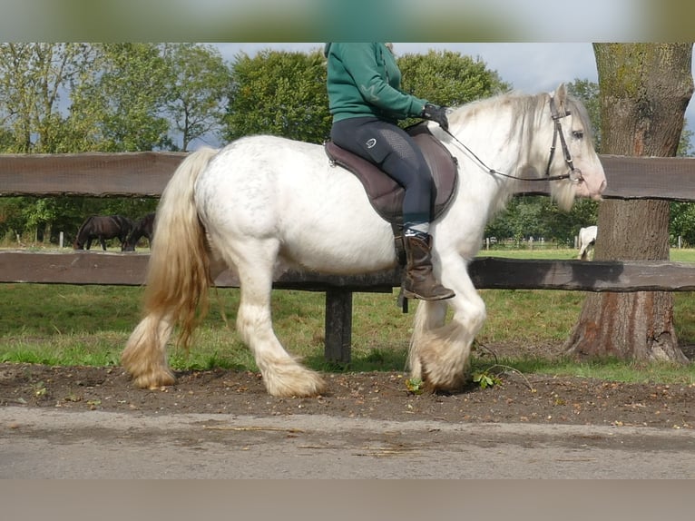 Gypsy Horse Gelding 7 years 12,1 hh Grey in Lathen