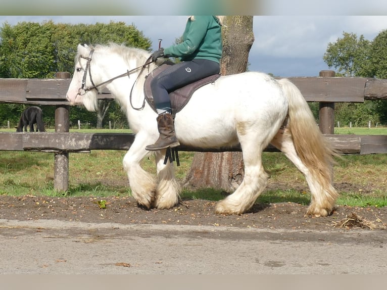 Gypsy Horse Gelding 7 years 12,1 hh Grey in Lathen