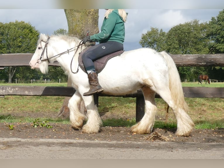 Gypsy Horse Gelding 7 years 12,1 hh Grey in Lathen