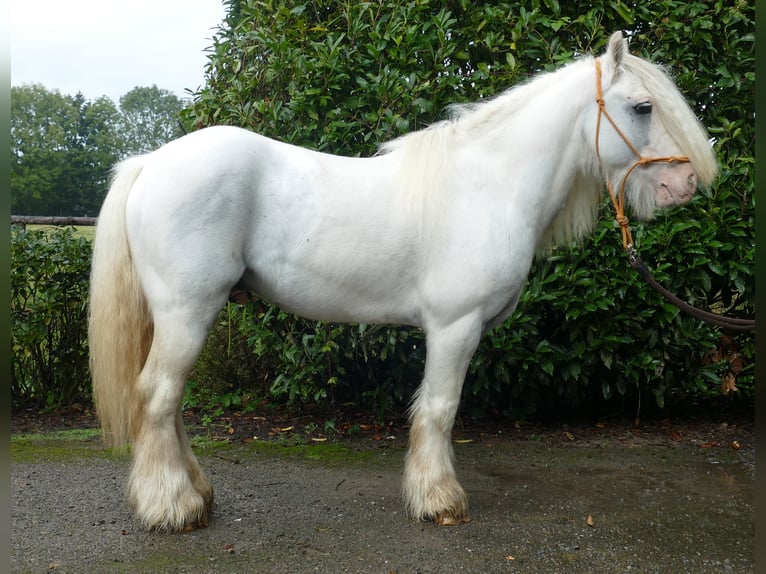 Gypsy Horse Gelding 7 years 12,2 hh Grey in Lathen