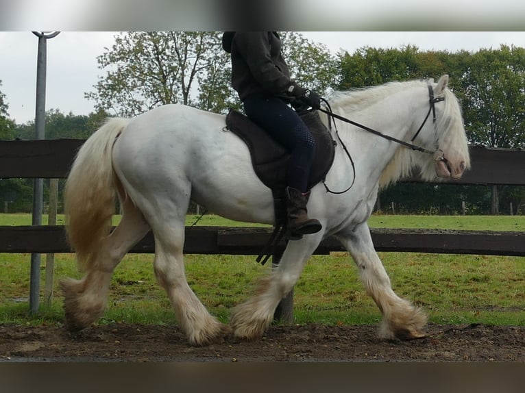 Gypsy Horse Gelding 7 years 12,2 hh Grey in Lathen