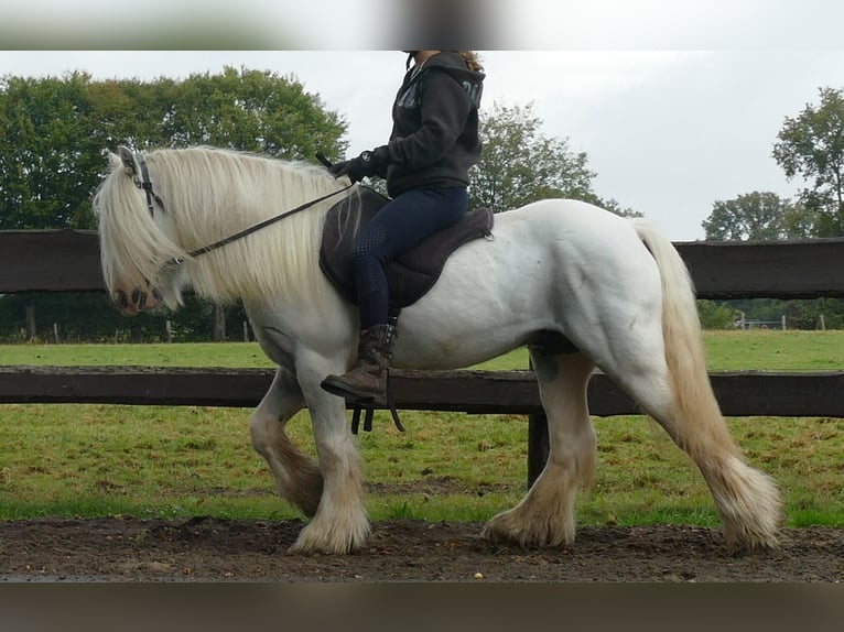 Gypsy Horse Gelding 7 years 12,2 hh Grey in Lathen