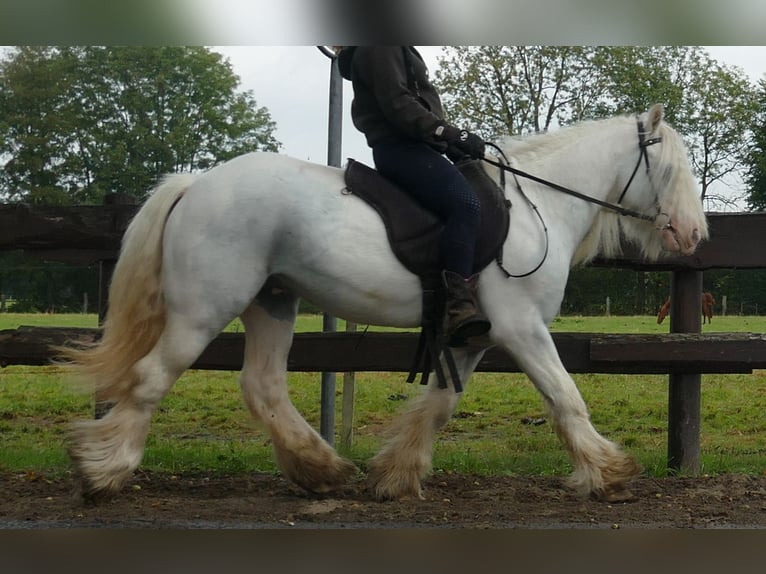 Gypsy Horse Gelding 7 years 12,2 hh Grey in Lathen