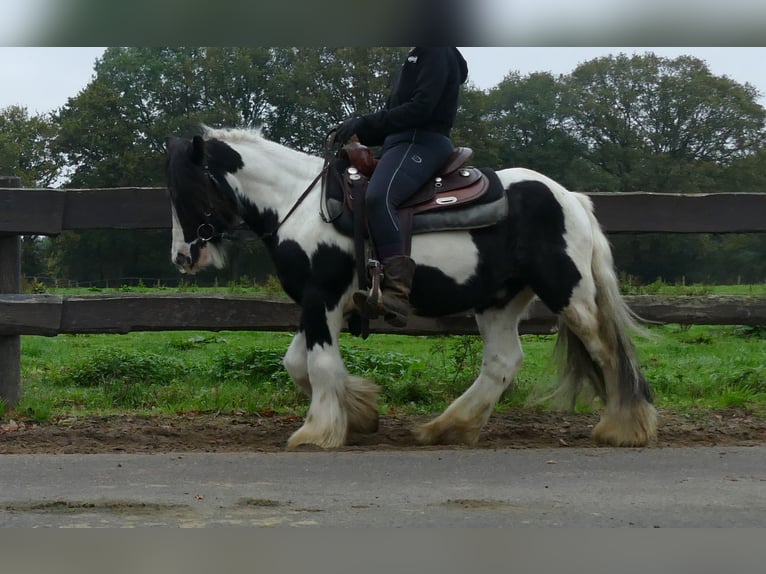 Gypsy Horse Gelding 7 years 12,3 hh Pinto in Lathen