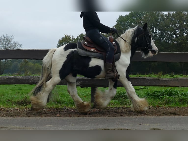 Gypsy Horse Gelding 7 years 12,3 hh Pinto in Lathen