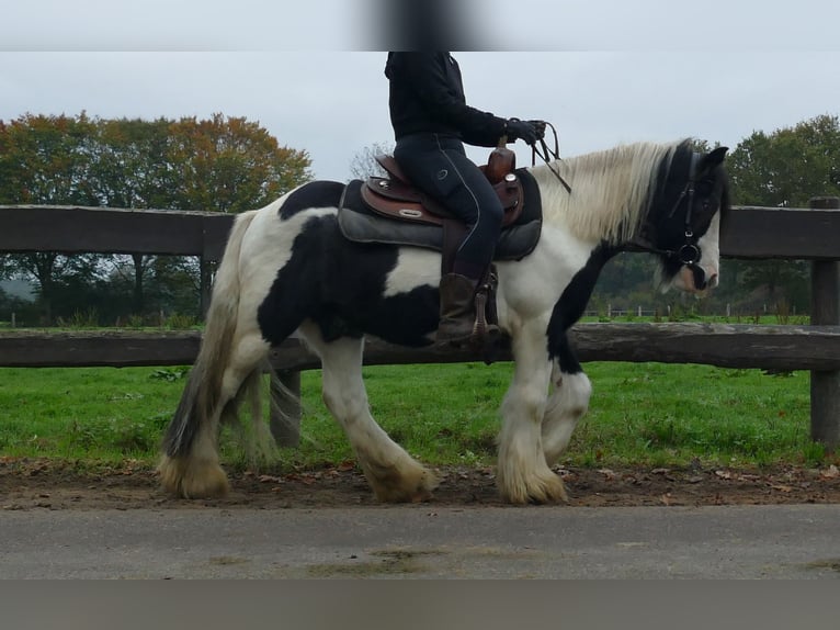 Gypsy Horse Gelding 7 years 12,3 hh Pinto in Lathen