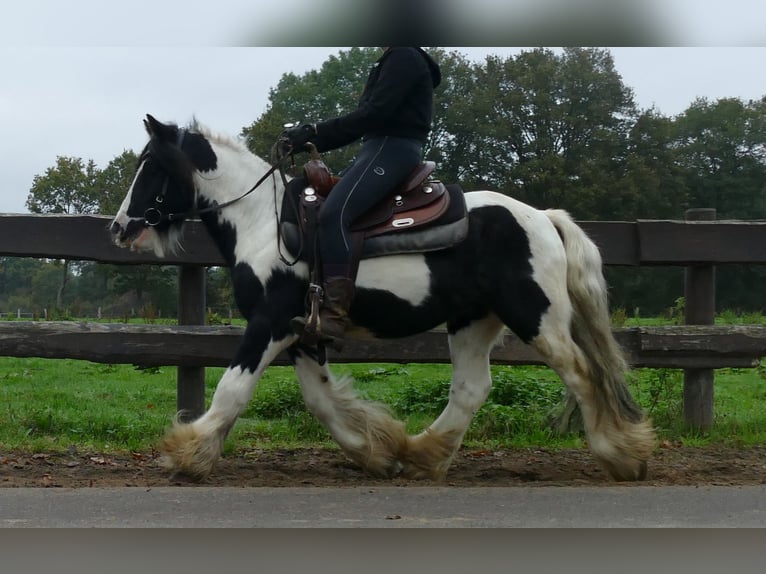 Gypsy Horse Gelding 7 years 12,3 hh Pinto in Lathen