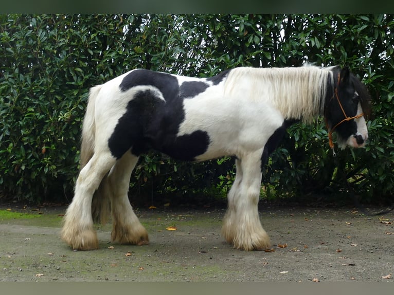 Gypsy Horse Gelding 7 years 12,3 hh Pinto in Lathen