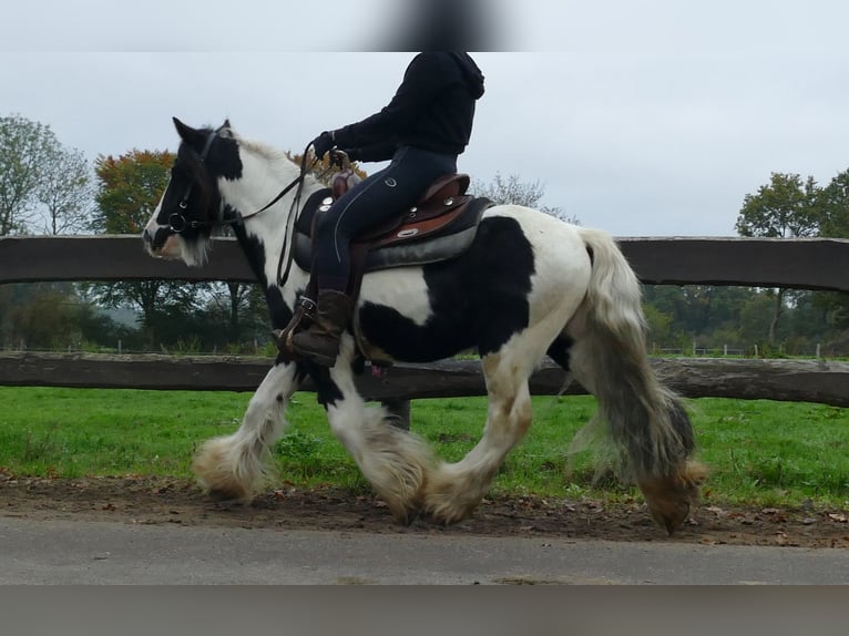 Gypsy Horse Gelding 7 years 12,3 hh Pinto in Lathen