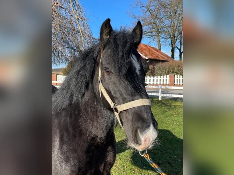Gypsy Horse Gelding 7 years 13,1 hh Black in Bad Laer