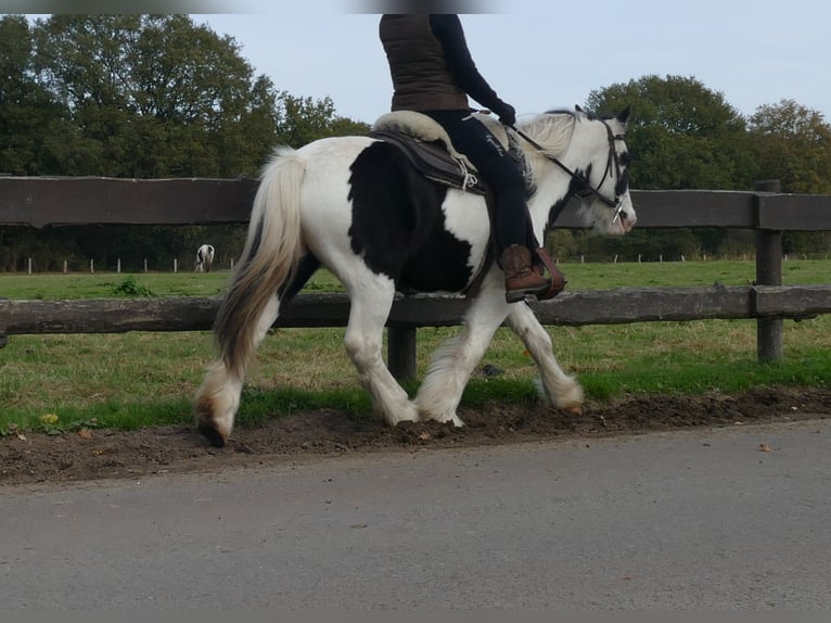 Gypsy Horse Gelding 7 years 13,1 hh in Lathen