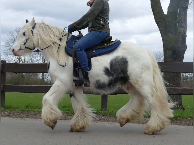Gypsy Horse Gelding 7 years 13,1 hh Pinto in Lathen