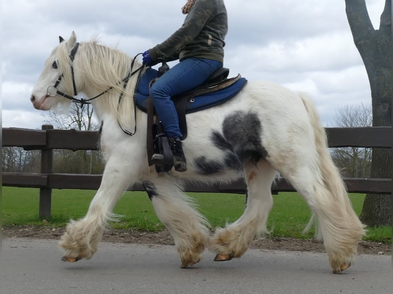 Gypsy Horse Gelding 7 years 13,1 hh Pinto in Lathen