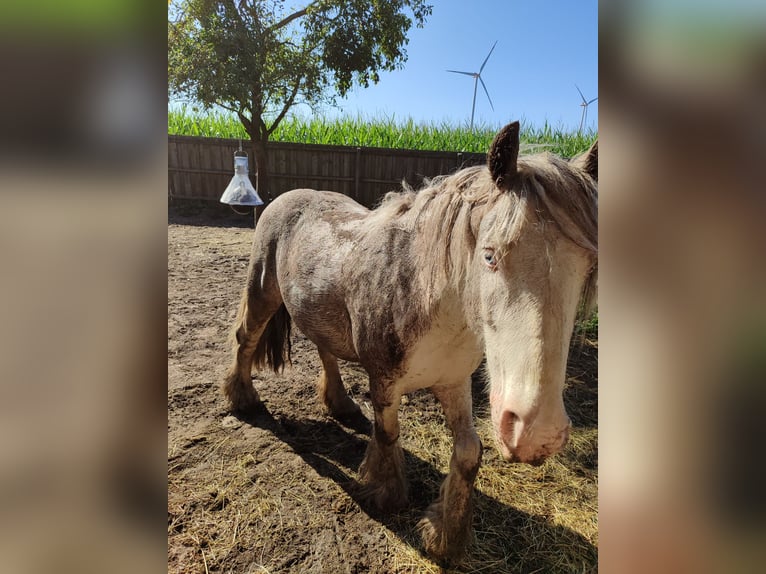 Gypsy Horse Gelding 7 years 13,2 hh Cremello in Hämelhausen