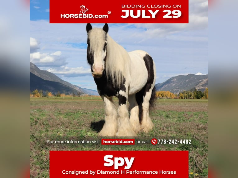 Gypsy Horse Gelding 7 years 13,3 hh Tobiano-all-colors in Kamloops, BC