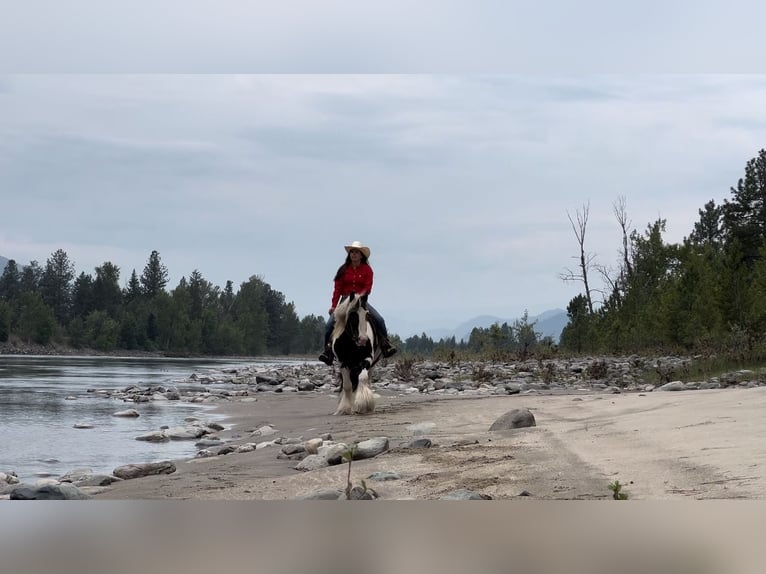 Gypsy Horse Gelding 7 years 13,3 hh Tobiano-all-colors in Kamloops, BC