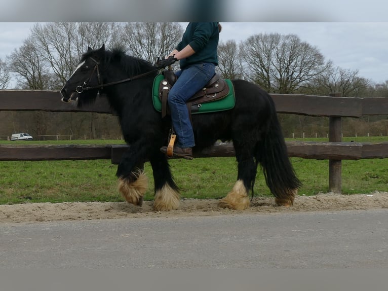 Gypsy Horse Gelding 7 years 13 hh in Lathen