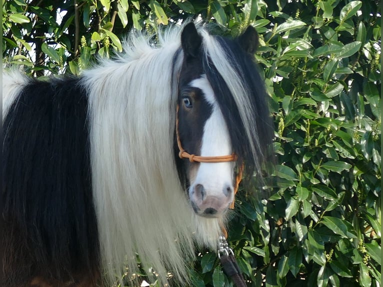 Gypsy Horse Gelding 7 years 13 hh Pinto in Lathen
