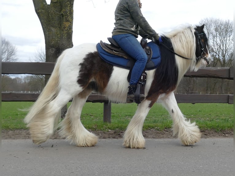Gypsy Horse Gelding 7 years 13 hh Pinto in Lathen