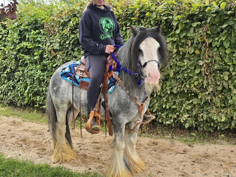 Gypsy Horse Gelding 7 years 13,1 hh Grullo in Linkenbach