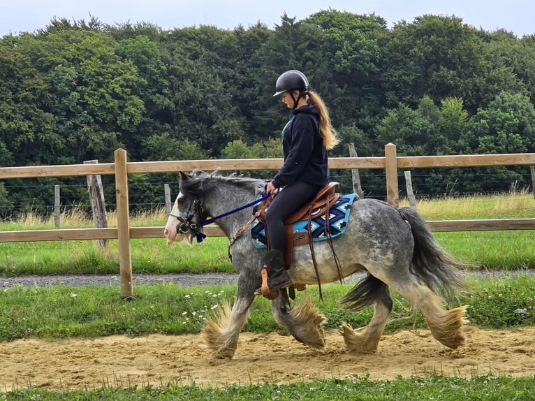 Gypsy Horse Gelding 7 years 13,1 hh Grullo in Linkenbach