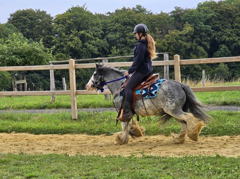 Gypsy Horse Gelding 7 years 13,1 hh Grullo in Linkenbach