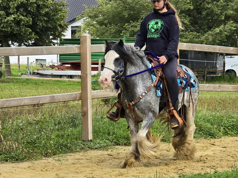 Gypsy Horse Gelding 7 years 13,1 hh Grullo in Linkenbach