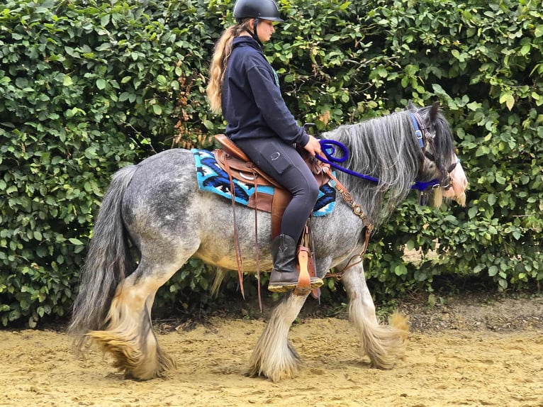 Gypsy Horse Gelding 7 years 13,1 hh Grullo in Linkenbach