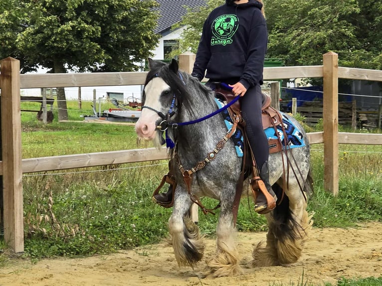 Gypsy Horse Gelding 7 years 13,1 hh Grullo in Linkenbach