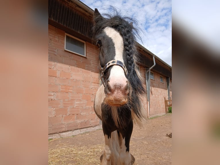 Gypsy Horse Gelding 7 years 13,1 hh in Saarbr&#xFC;cken