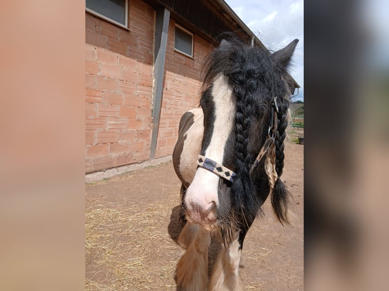 Gypsy Horse Gelding 7 years 13,1 hh in Saarbr&#xFC;cken
