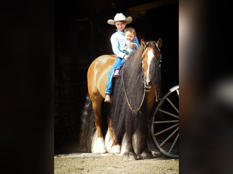 Gypsy Horse Gelding 7 years 14,1 hh Dun in Cody, WY