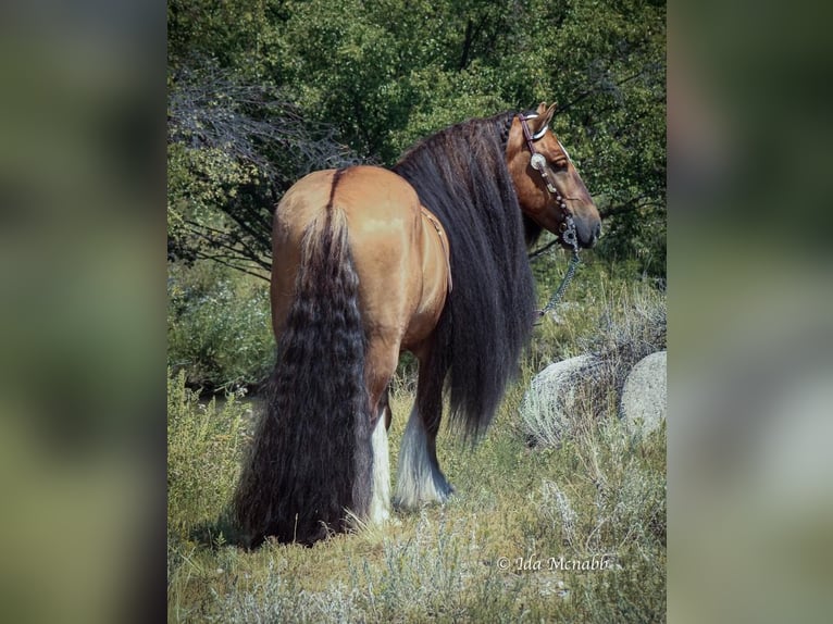 Gypsy Horse Gelding 7 years 14,1 hh Dun in Cody, WY