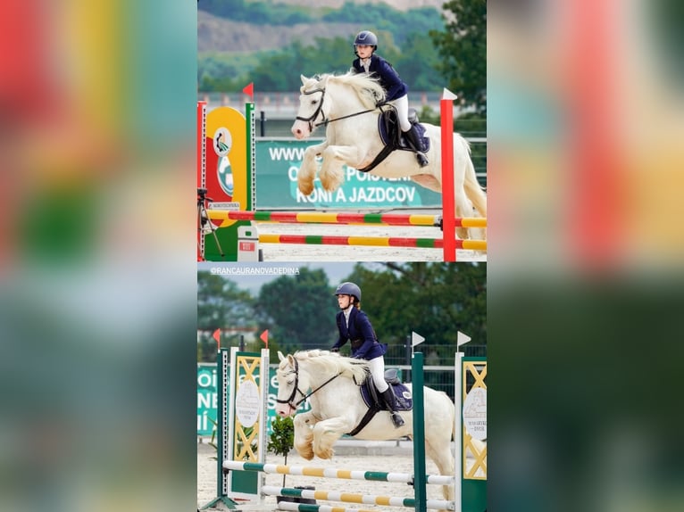 Gypsy Horse Gelding 7 years 14,1 hh in Levice