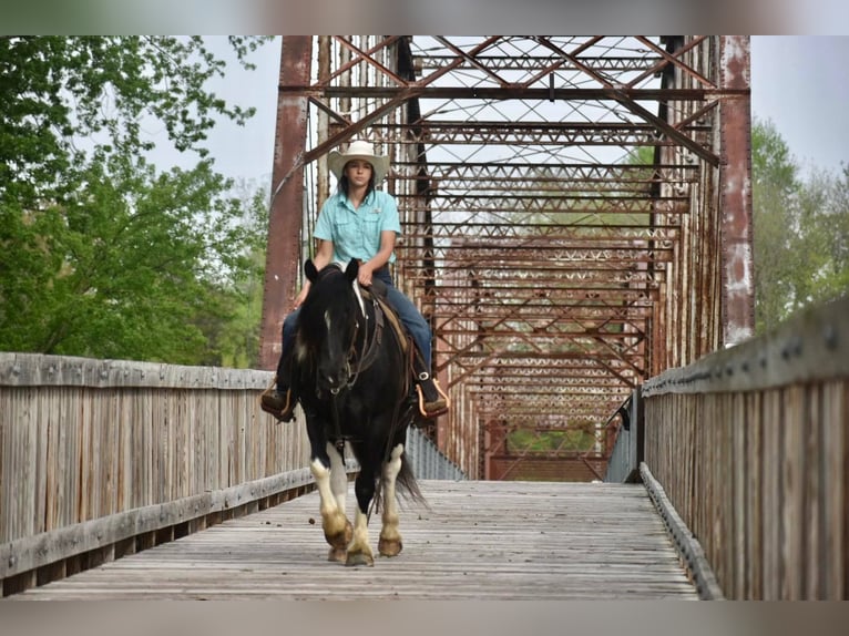 Gypsy Horse Gelding 7 years 14,1 hh Tobiano-all-colors in Libson IA