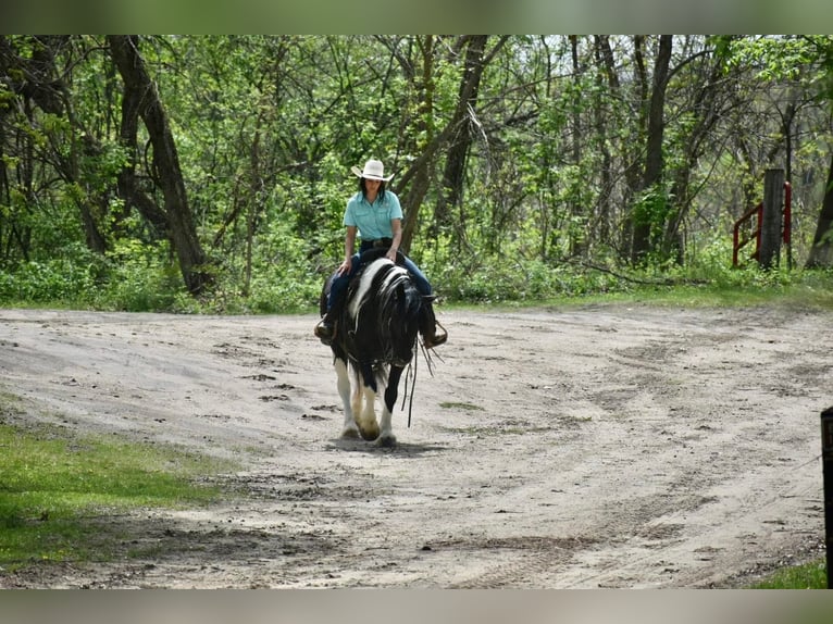 Gypsy Horse Gelding 7 years 14,1 hh Tobiano-all-colors in Libson IA