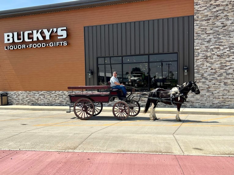 Gypsy Horse Gelding 7 years 14,1 hh Tobiano-all-colors in Libson IA