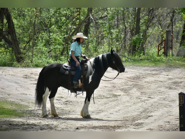 Gypsy Horse Gelding 7 years 14,1 hh Tobiano-all-colors in Libson IA