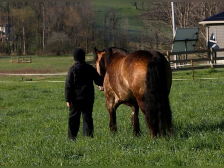 Gypsy Horse Gelding 7 years 14,2 hh Buckskin in Dundee OH