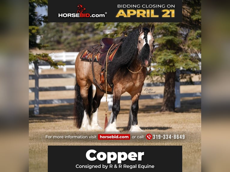 Gypsy Horse Gelding 7 years 14,2 hh Buckskin in Independence, IA