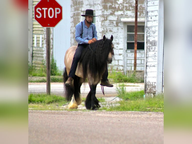 Gypsy Horse Gelding 7 years 14,2 hh Buckskin in Plano