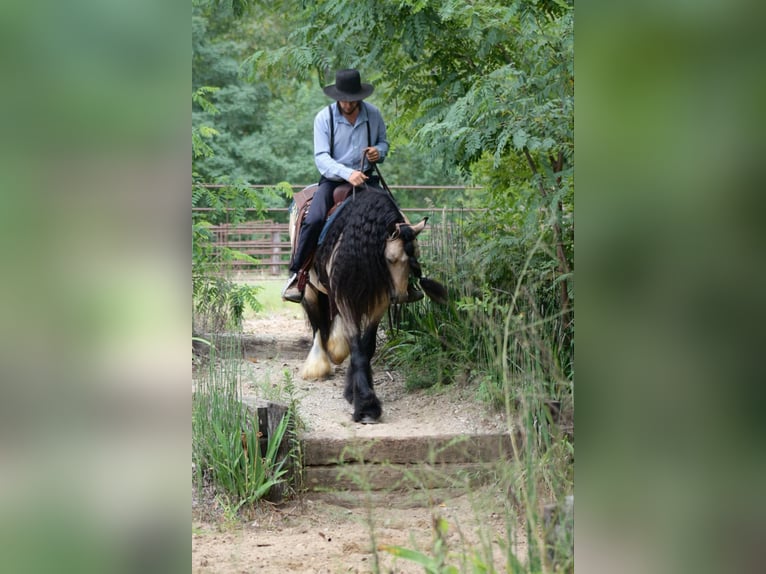 Gypsy Horse Gelding 7 years 14,2 hh Buckskin in Plano