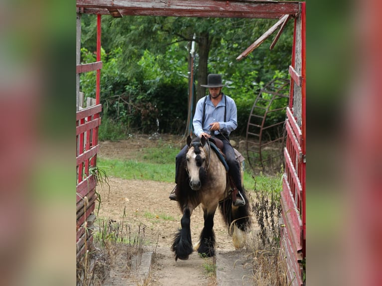 Gypsy Horse Gelding 7 years 14,2 hh Buckskin in Plano