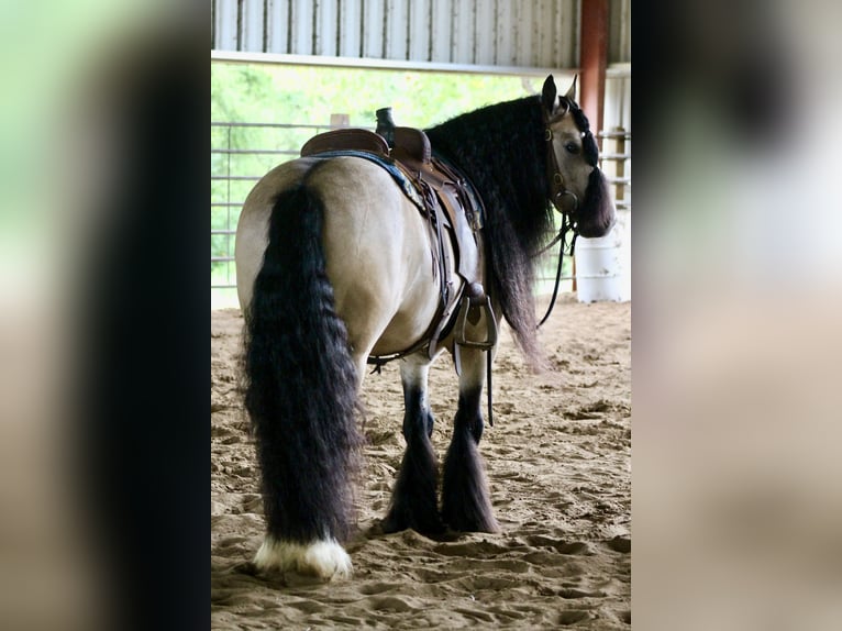 Gypsy Horse Gelding 7 years 14,2 hh Buckskin in Plano