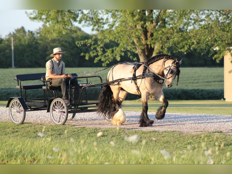 Gypsy Horse Gelding 7 years 14,2 hh Buckskin in Plano