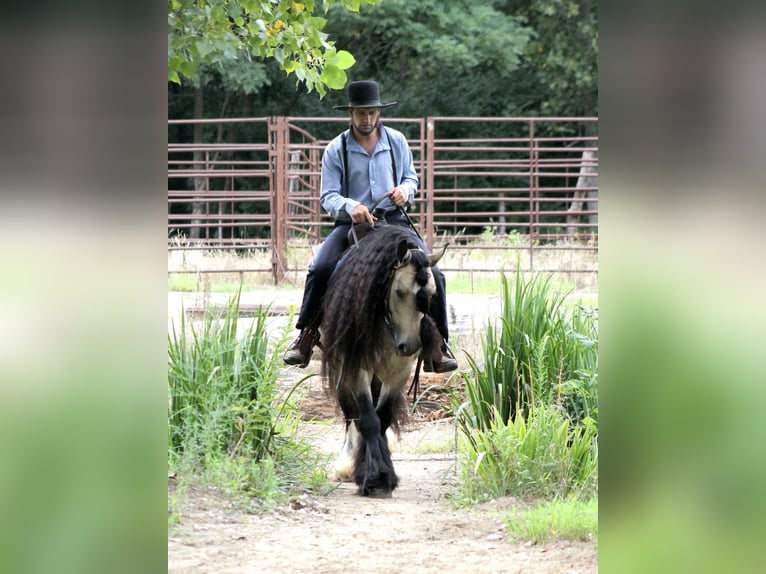 Gypsy Horse Gelding 7 years 14,2 hh Buckskin in Plano