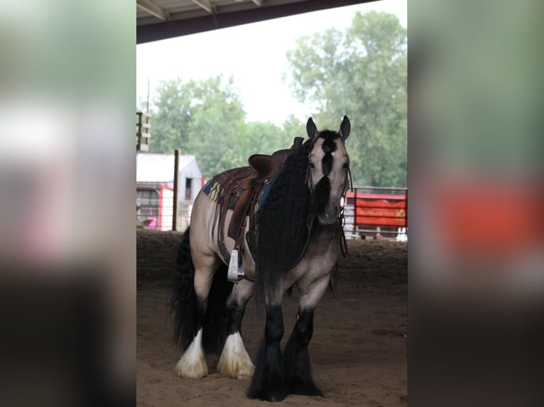 Gypsy Horse Gelding 7 years 14,2 hh Buckskin in Plano