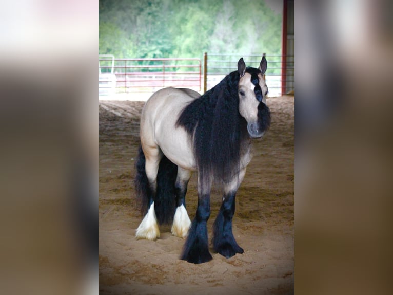 Gypsy Horse Gelding 7 years 14,2 hh Buckskin in Plano